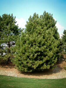 Сосна Чёрная (Pinus Nigra) купить по цене от 270.00р. в интернет-магазине «Посадика» с доставкой почтой в в Боготоле и по всей России – [изображение №1].