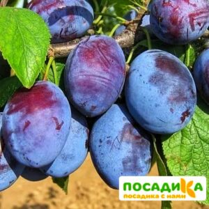 Слива Чачакская ранняя купить по цене от 229.00р. в интернет-магазине «Посадика» с доставкой почтой в в Боготоле и по всей России – [изображение №1].