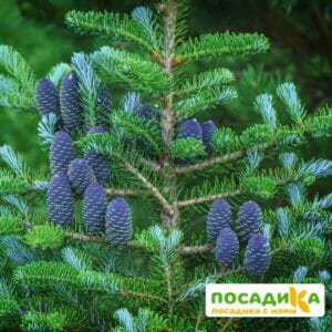 Пихта корейская (Abies koreana) купить по цене от 450.00р. в интернет-магазине «Посадика» с доставкой почтой в в Боготоле и по всей России – [изображение №1].