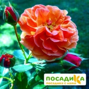 Роза Арабия купить по цене от 350.00р. в интернет-магазине «Посадика» с доставкой почтой в в Боготоле и по всей России – [изображение №1].