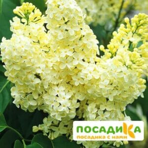 Сирень Примроуз (Primrose) купить по цене от 529.00р. в интернет-магазине «Посадика» с доставкой почтой в в Боготоле и по всей России – [изображение №1].