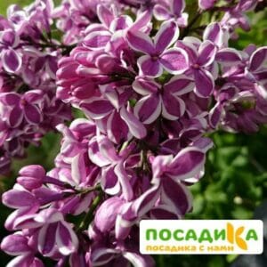 Сирень Сенсация купить по цене от 529.00р. в интернет-магазине «Посадика» с доставкой почтой в в Боготоле и по всей России – [изображение №1].