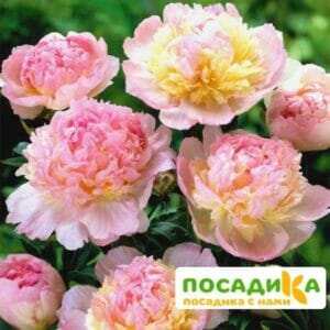 Пион Распберри Сандей (Paeonia Raspberry Sundae) купить по цене от 959р. в интернет-магазине «Посадика» с доставкой почтой в в Боготоле и по всей России – [изображение №1].