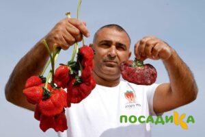 Клубника Гигант Джорнея купить по цене от 266р. в интернет-магазине «Посадика» с доставкой почтой в в Боготоле и по всей России – [изображение №1].