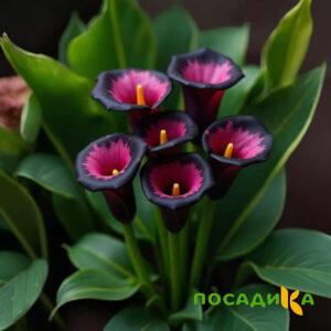 Калла Аура Лейс купить по цене от 400р. в интернет-магазине «Посадика» с доставкой почтой в в Боготоле и по всей России – [изображение №1].