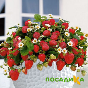 Клубника Рубиновый Шепот (горшечная) купить по цене от 240р. в интернет-магазине «Посадика» с доставкой почтой в в Боготоле и по всей России – [изображение №1].