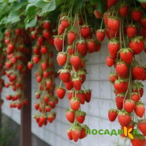 Клубника вьющаяся Комплимент купить по цене от 470р. в интернет-магазине «Посадика» с доставкой почтой в в Боготоле и по всей России – [изображение №1].