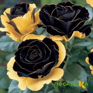 Роза Ханни Сикл купить по цене от 700р. в интернет-магазине «Посадика» с доставкой почтой в в Боготоле и по всей России – [изображение №1].
