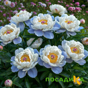 Пион акварельный Этюд купить по цене от 806р. в интернет-магазине «Посадика» с доставкой почтой в в Боготоле и по всей России – [изображение №1].