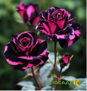 Роза Багровый Шепот купить по цене от 366р. в интернет-магазине «Посадика» с доставкой почтой в в Боготоле и по всей России – [изображение №1].