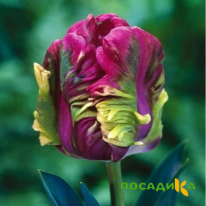 Тюльпан Экзотик Хэвен купить по цене от 186р. в интернет-магазине «Посадика» с доставкой почтой в в Боготоле и по всей России – [изображение №1].