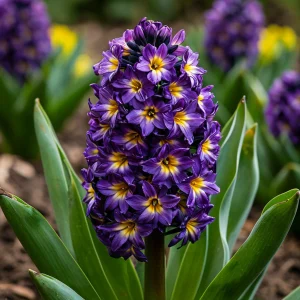 Гиацинт Вельвет Колор купить по цене от 2099р. в интернет-магазине «Посадика» с доставкой почтой в в Боготоле и по всей России – [изображение №1].