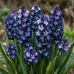 Гиацинт Блум Клауд купить по цене от 2099р. в интернет-магазине «Посадика» с доставкой почтой в в Боготоле и по всей России – [изображение №1].