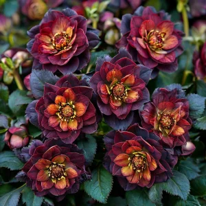 Морозник Сноу Дроп купить по цене от 348р. в интернет-магазине «Посадика» с доставкой почтой в в Боготоле и по всей России – [изображение №1].