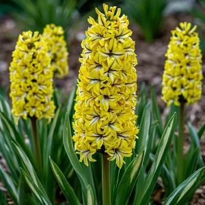 Гиацинт Сансет Голд купить по цене от 2099р. в интернет-магазине «Посадика» с доставкой почтой в в Боготоле и по всей России – [изображение №1].