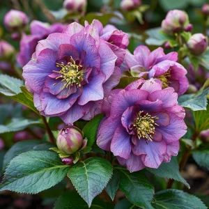 Морозник Айс Принцесс Чарм купить по цене от 650р. в интернет-магазине «Посадика» с доставкой почтой в в Боготоле и по всей России – [изображение №1].