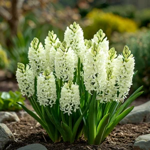 Гиацинт Дрим Трейл купить по цене от 2099р. в интернет-магазине «Посадика» с доставкой почтой в в Боготоле и по всей России – [изображение №1].