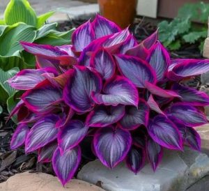 Хоста Сикрет Гарденс купить по цене от 549р. в интернет-магазине «Посадика» с доставкой почтой в в Боготоле и по всей России – [изображение №1].